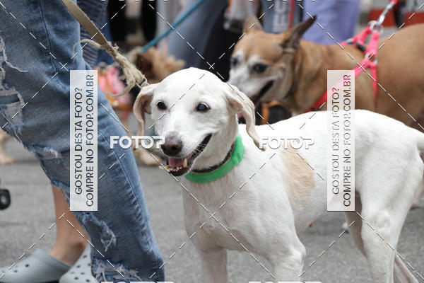 Buy your photos of the event13� C�ominhada - Santos on Fotop