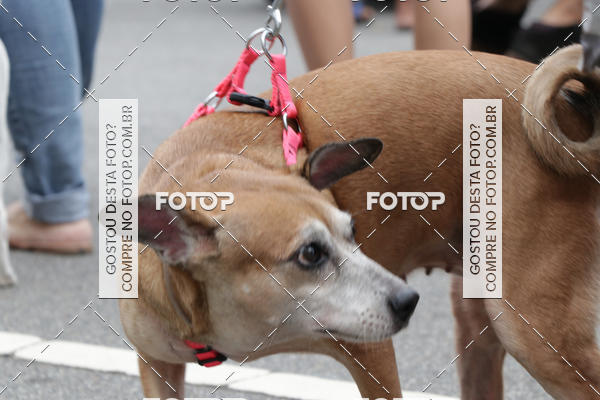 Buy your photos of the event13� C�ominhada - Santos on Fotop