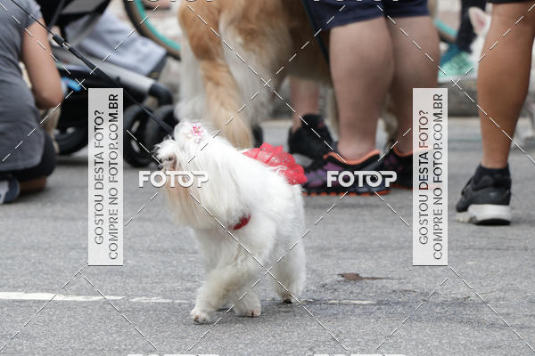 Buy your photos of the event13� C�ominhada - Santos on Fotop