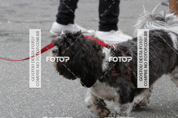 Buy your photos of the event13� C�ominhada - Santos on Fotop