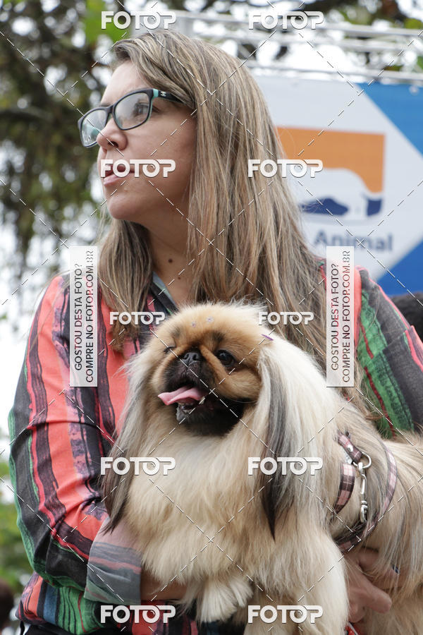 Buy your photos of the event13� C�ominhada - Santos on Fotop