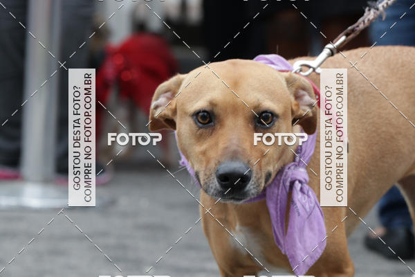 Buy your photos of the event13� C�ominhada - Santos on Fotop