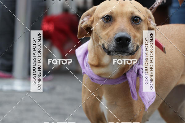 Buy your photos of the event13� C�ominhada - Santos on Fotop