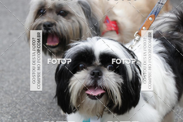 Buy your photos of the event13� C�ominhada - Santos on Fotop