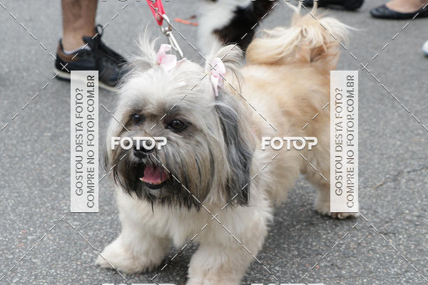 Buy your photos of the event13� C�ominhada - Santos on Fotop