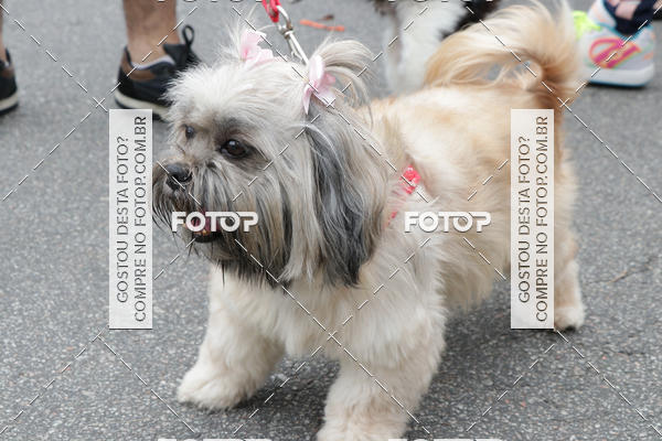 Buy your photos of the event13� C�ominhada - Santos on Fotop