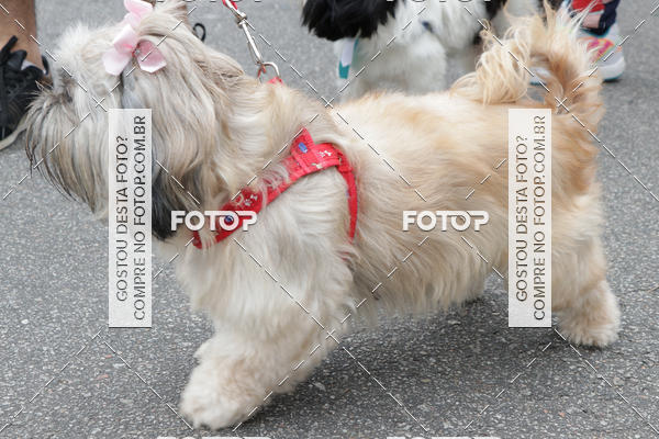 Buy your photos of the event13� C�ominhada - Santos on Fotop