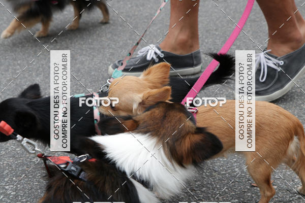 Buy your photos of the event13� C�ominhada - Santos on Fotop