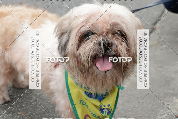 Buy your photos of the event13� C�ominhada - Santos on Fotop