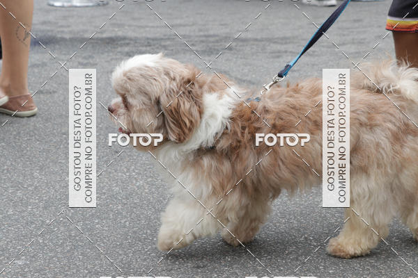 Buy your photos of the event13� C�ominhada - Santos on Fotop