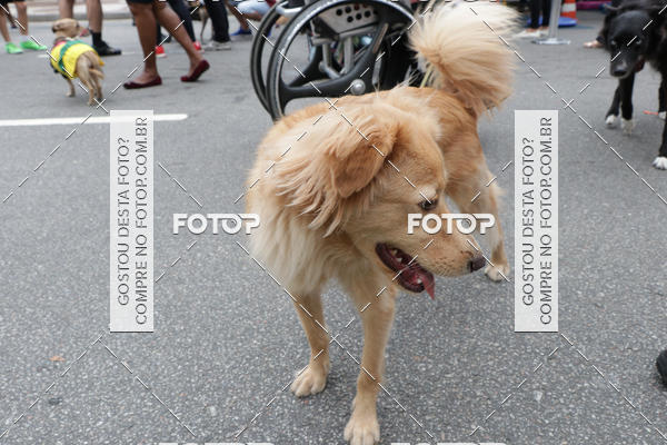 Buy your photos of the event13� C�ominhada - Santos on Fotop