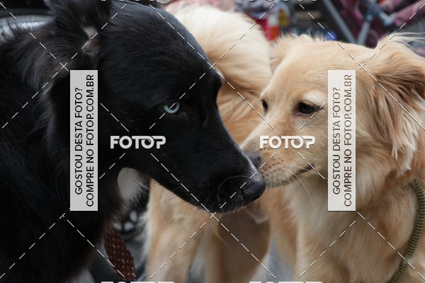 Buy your photos of the event13� C�ominhada - Santos on Fotop