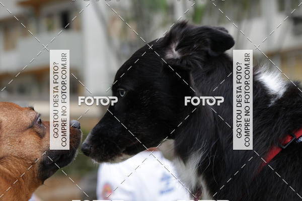 Buy your photos of the event13� C�ominhada - Santos on Fotop