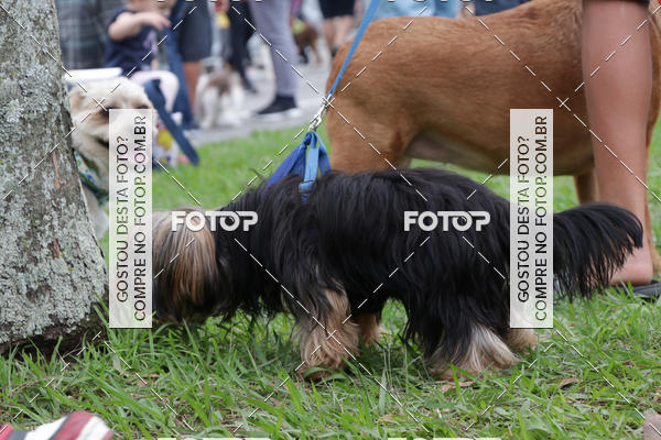 Buy your photos of the event13� C�ominhada - Santos on Fotop