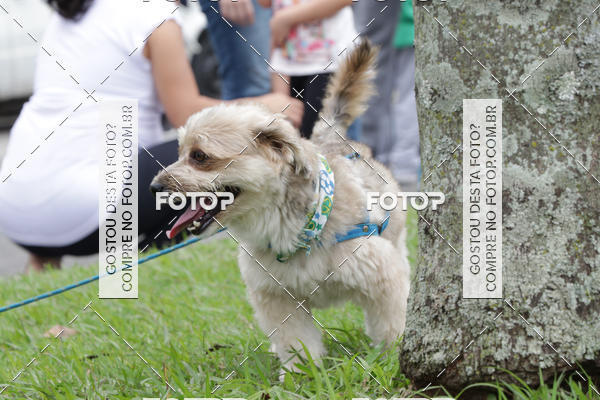 Buy your photos of the event13� C�ominhada - Santos on Fotop