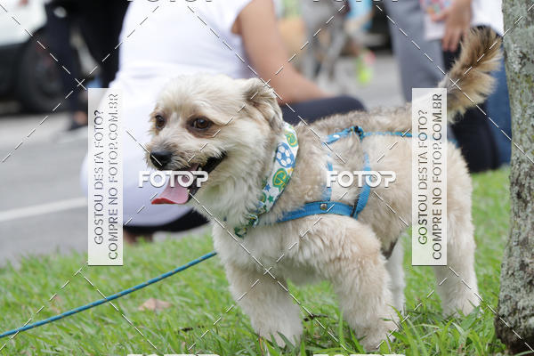 Buy your photos of the event13� C�ominhada - Santos on Fotop