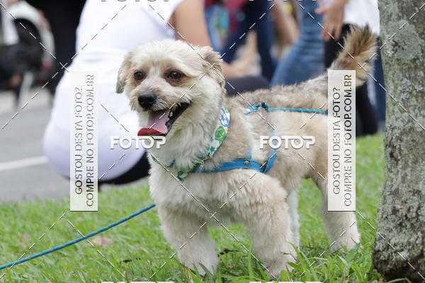 Buy your photos of the event13� C�ominhada - Santos on Fotop