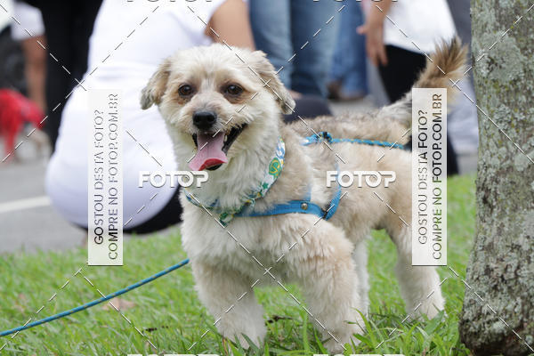 Buy your photos of the event13� C�ominhada - Santos on Fotop
