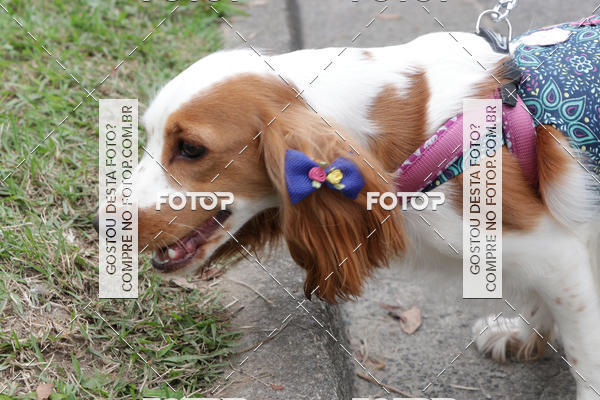 Buy your photos of the event13� C�ominhada - Santos on Fotop