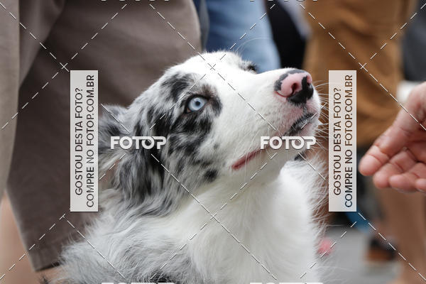 Buy your photos of the event13� C�ominhada - Santos on Fotop