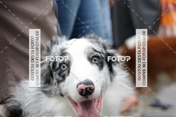 Buy your photos of the event13� C�ominhada - Santos on Fotop