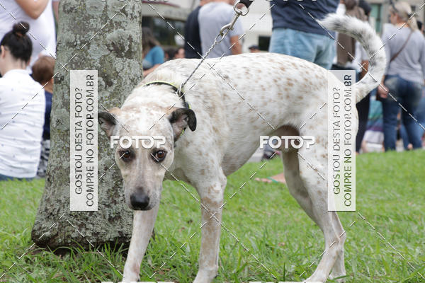 Buy your photos of the event13� C�ominhada - Santos on Fotop