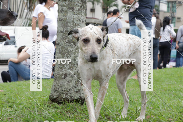 Buy your photos of the event13� C�ominhada - Santos on Fotop