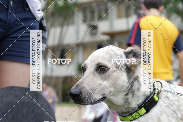 Buy your photos of the event13� C�ominhada - Santos on Fotop