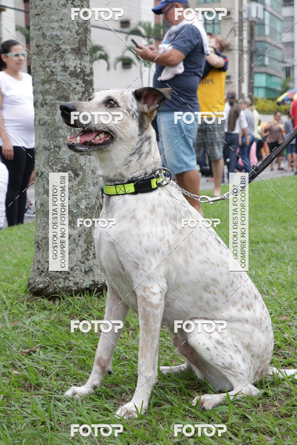 Buy your photos of the event13� C�ominhada - Santos on Fotop