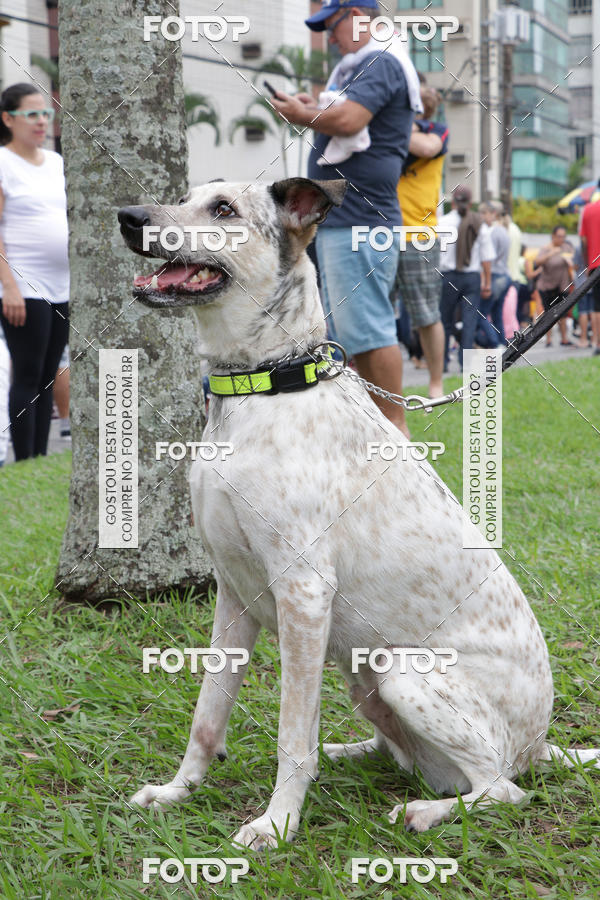 Buy your photos of the event13� C�ominhada - Santos on Fotop