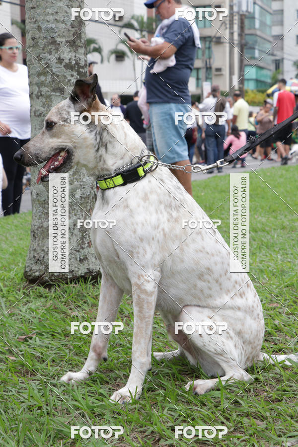 Buy your photos of the event13� C�ominhada - Santos on Fotop