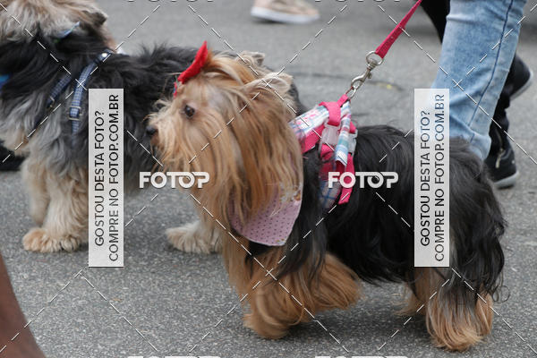 Buy your photos of the event13� C�ominhada - Santos on Fotop