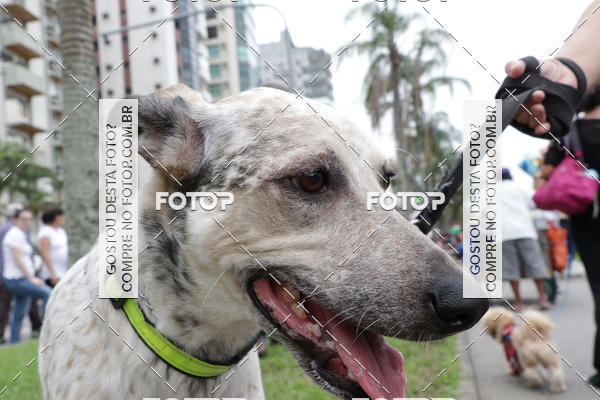 Buy your photos of the event13� C�ominhada - Santos on Fotop