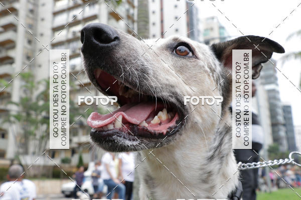 Buy your photos of the event13� C�ominhada - Santos on Fotop