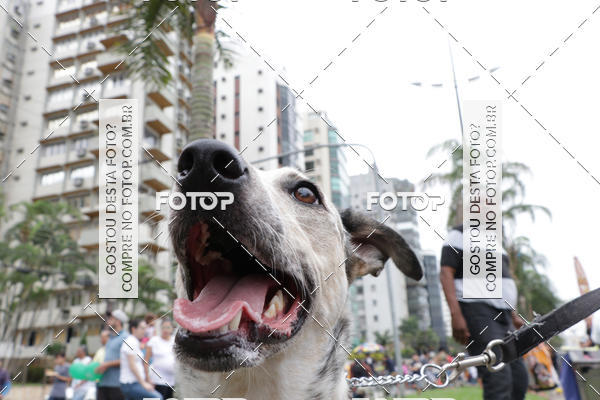 Buy your photos of the event13� C�ominhada - Santos on Fotop