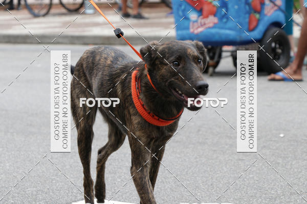 Buy your photos of the event13� C�ominhada - Santos on Fotop