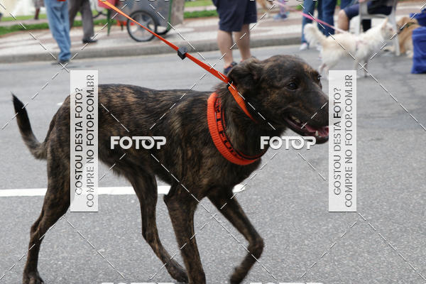 Buy your photos of the event13� C�ominhada - Santos on Fotop