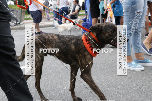 Buy your photos of the event13� C�ominhada - Santos on Fotop