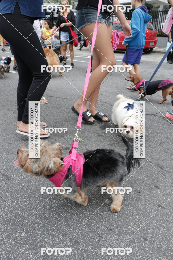 Buy your photos of the event13� C�ominhada - Santos on Fotop