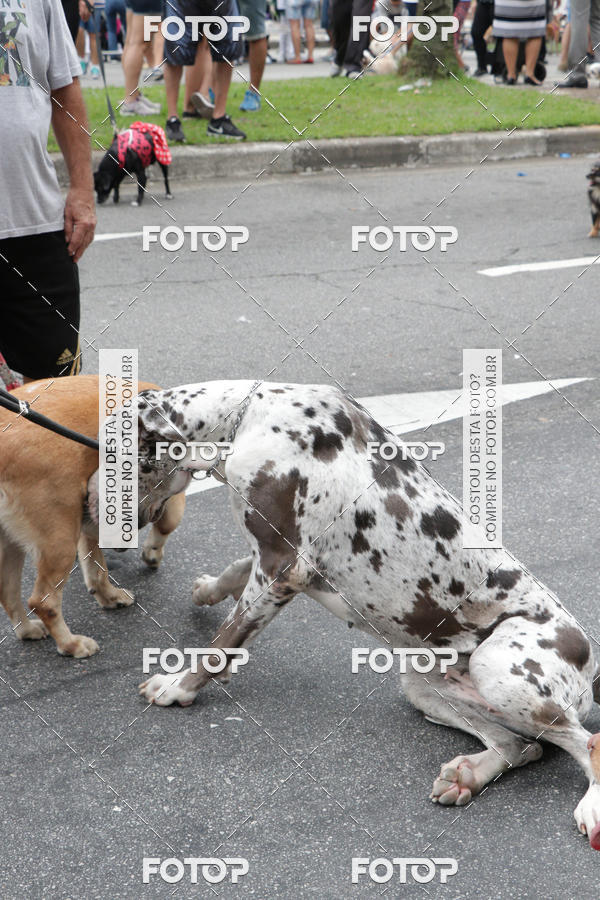 Buy your photos of the event13� C�ominhada - Santos on Fotop