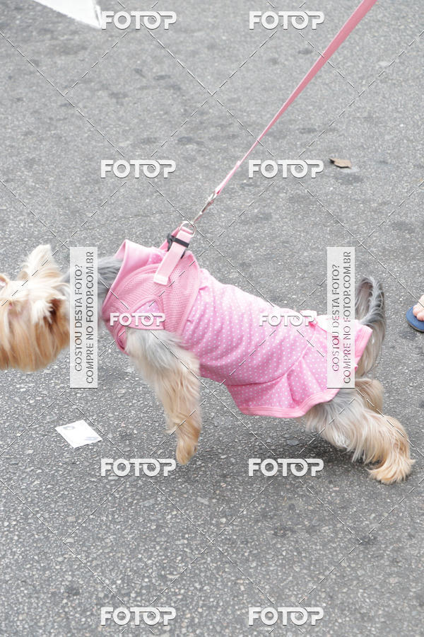 Buy your photos of the event13� C�ominhada - Santos on Fotop