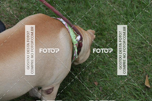 Buy your photos of the event13� C�ominhada - Santos on Fotop