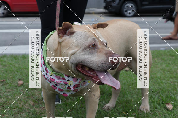 Buy your photos of the event13� C�ominhada - Santos on Fotop