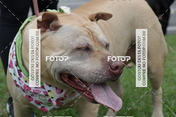 Buy your photos of the event13� C�ominhada - Santos on Fotop