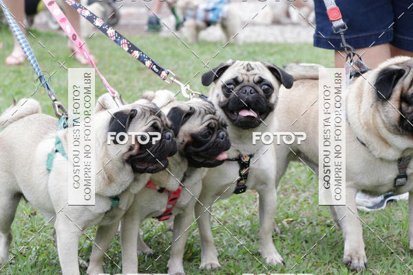 Buy your photos of the event13� C�ominhada - Santos on Fotop