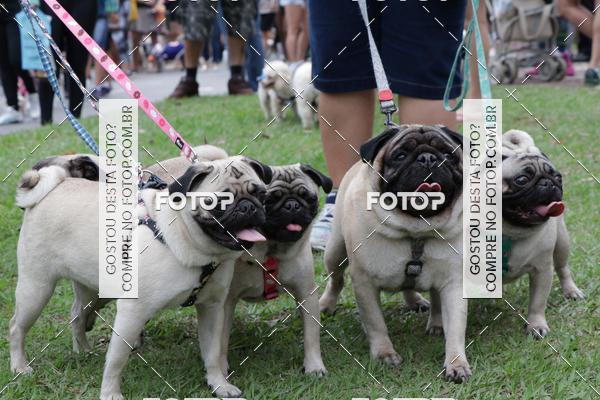 Buy your photos of the event13� C�ominhada - Santos on Fotop