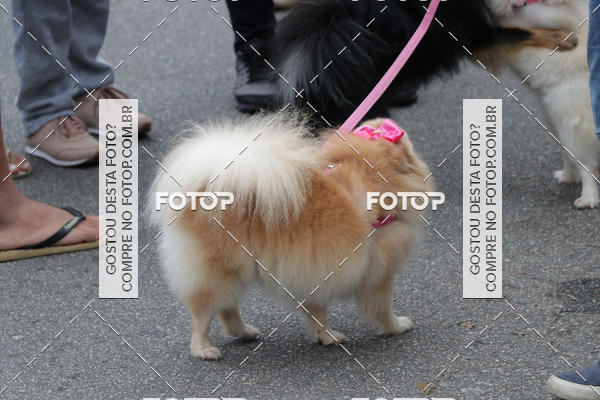 Buy your photos of the event13� C�ominhada - Santos on Fotop