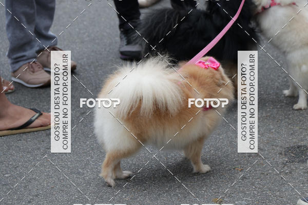 Buy your photos of the event13� C�ominhada - Santos on Fotop