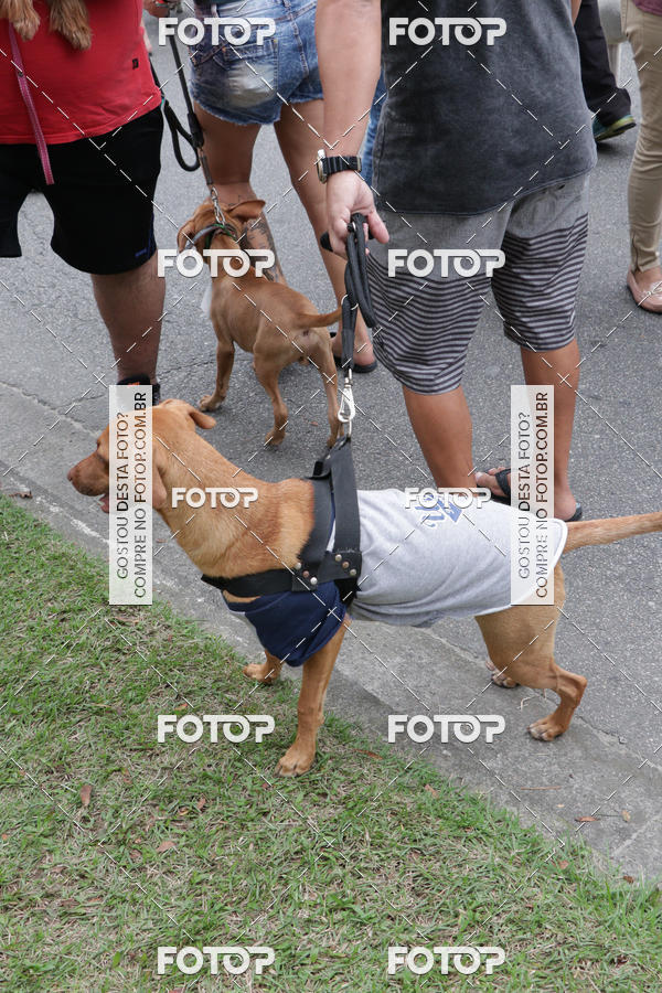 Buy your photos of the event13� C�ominhada - Santos on Fotop