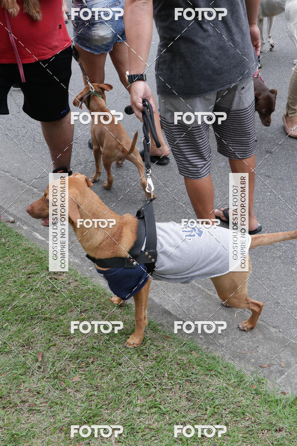 Buy your photos of the event13� C�ominhada - Santos on Fotop